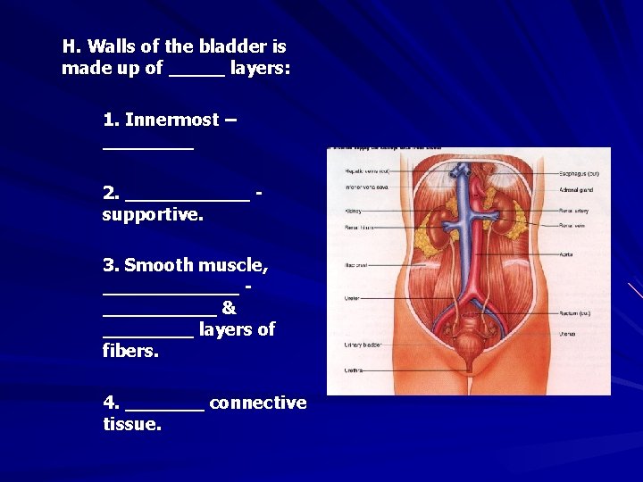 H. Walls of the bladder is made up of _____ layers: 1. Innermost –
