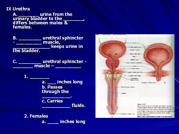 IX Urethra A. _______ urine from the urinary bladder to the _______, differs between