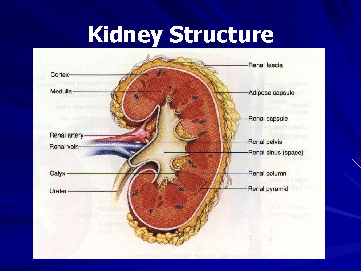 Kidney Structure 