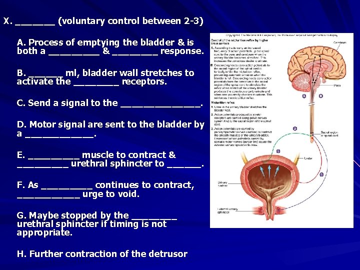 X. _______ (voluntary control between 2 -3) A. Process of emptying the bladder &