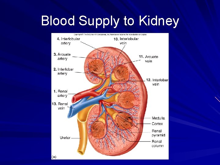Blood Supply to Kidney 