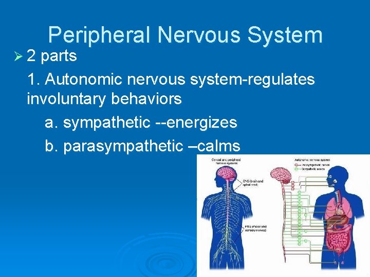 Peripheral Nervous System Ø 2 parts 1. Autonomic nervous system-regulates involuntary behaviors a. sympathetic