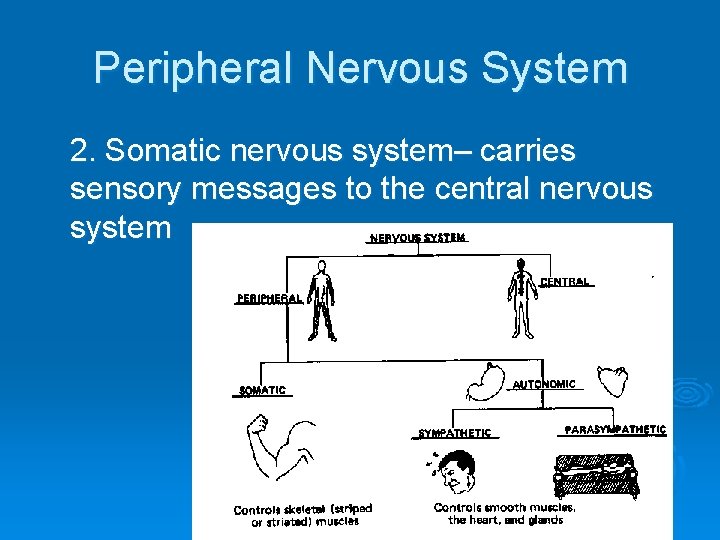 Peripheral Nervous System 2. Somatic nervous system– carries sensory messages to the central nervous