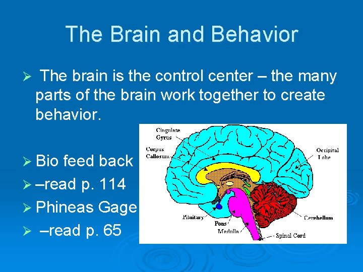 The Brain and Behavior Ø The brain is the control center – the many