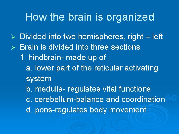 How the brain is organized Divided into two hemispheres, right – left Ø Brain