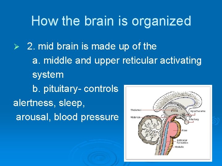 How the brain is organized 2. mid brain is made up of the a.