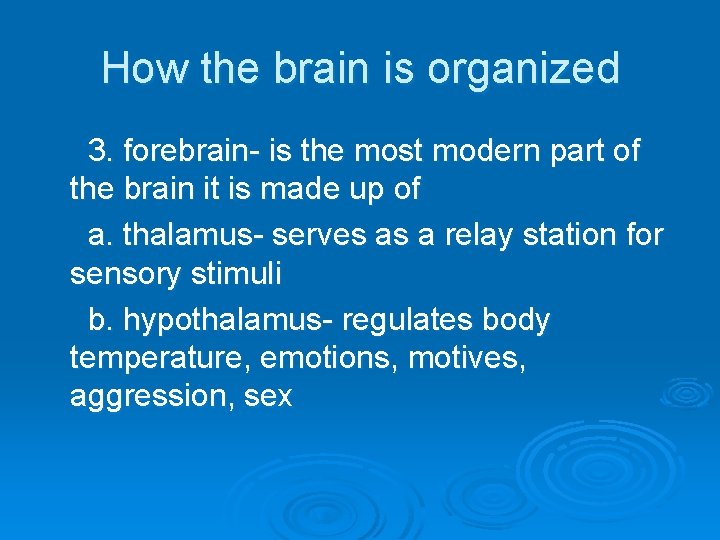 How the brain is organized 3. forebrain- is the most modern part of the