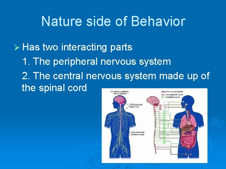 Nature side of Behavior Ø Has two interacting parts 1. The peripheral nervous system