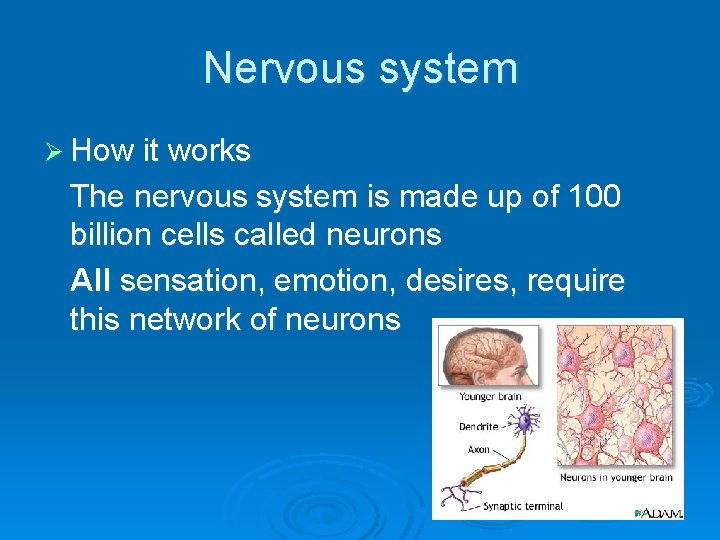 Nervous system Ø How it works The nervous system is made up of 100