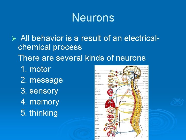 Neurons Ø All behavior is a result of an electricalchemical process There are several