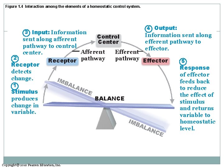 Figure 1. 4 Interaction among the elements of a homeostatic control system. 3 Input: