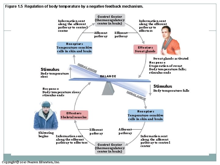 Figure 1. 5 Regulation of body temperature by a negative feedback mechanism. Information sent