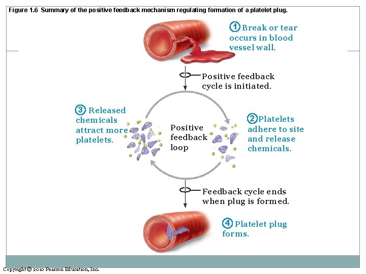 Figure 1. 6 Summary of the positive feedback mechanism regulating formation of a platelet