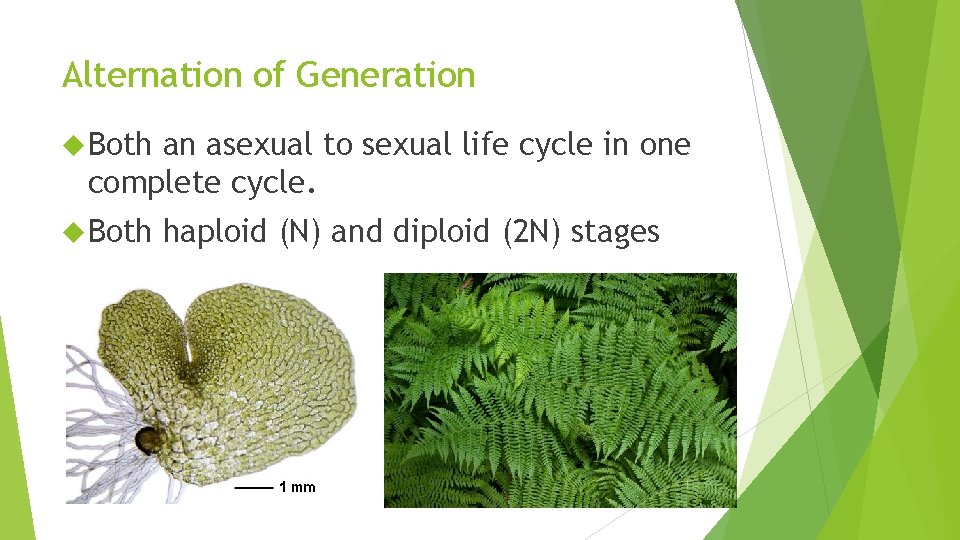 Alternation of Generation Both an asexual to sexual life cycle in one complete cycle.