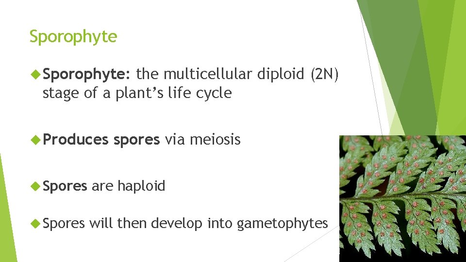 Sporophyte Sporophyte: the multicellular diploid (2 N) stage of a plant’s life cycle Produces