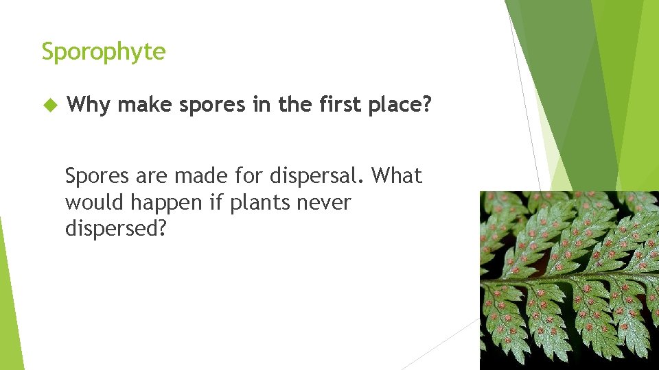 Sporophyte Why make spores in the first place? Spores are made for dispersal. What