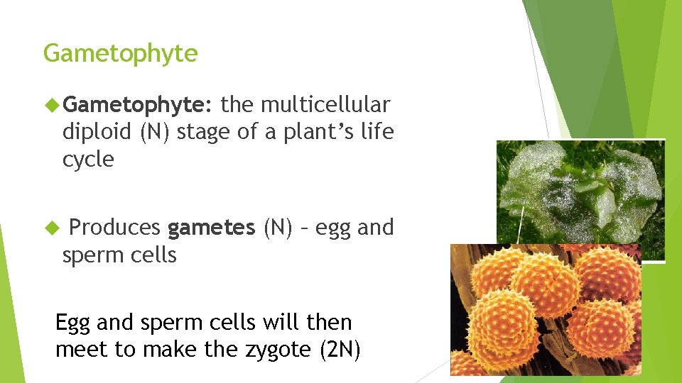 Gametophyte Gametophyte: the multicellular diploid (N) stage of a plant’s life cycle Produces gametes