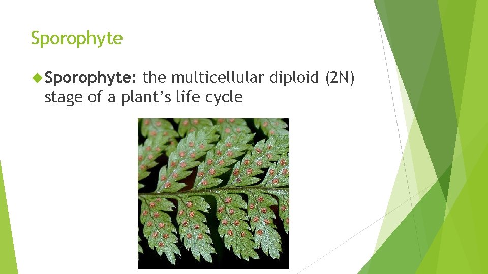 Sporophyte Sporophyte: the multicellular diploid (2 N) stage of a plant’s life cycle 