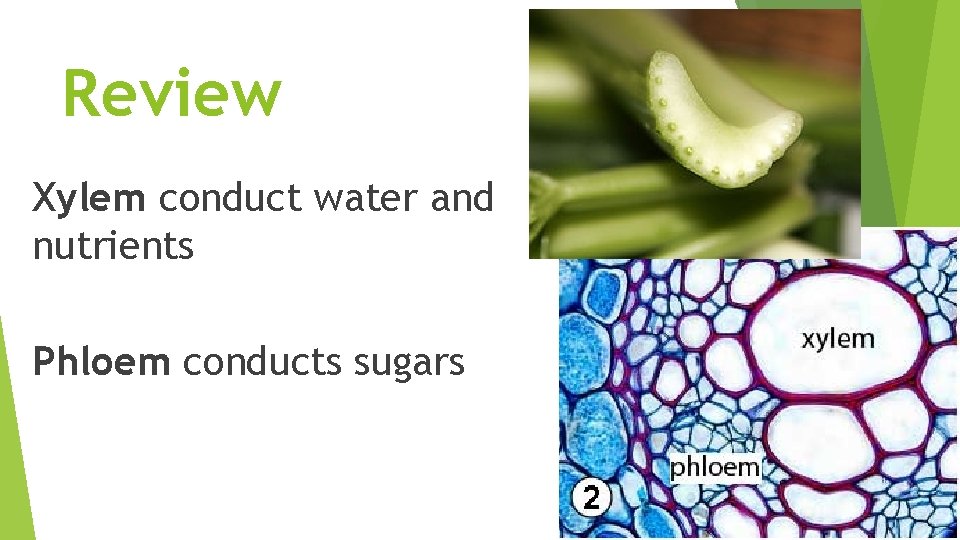 Review Xylem conduct water and nutrients Phloem conducts sugars 