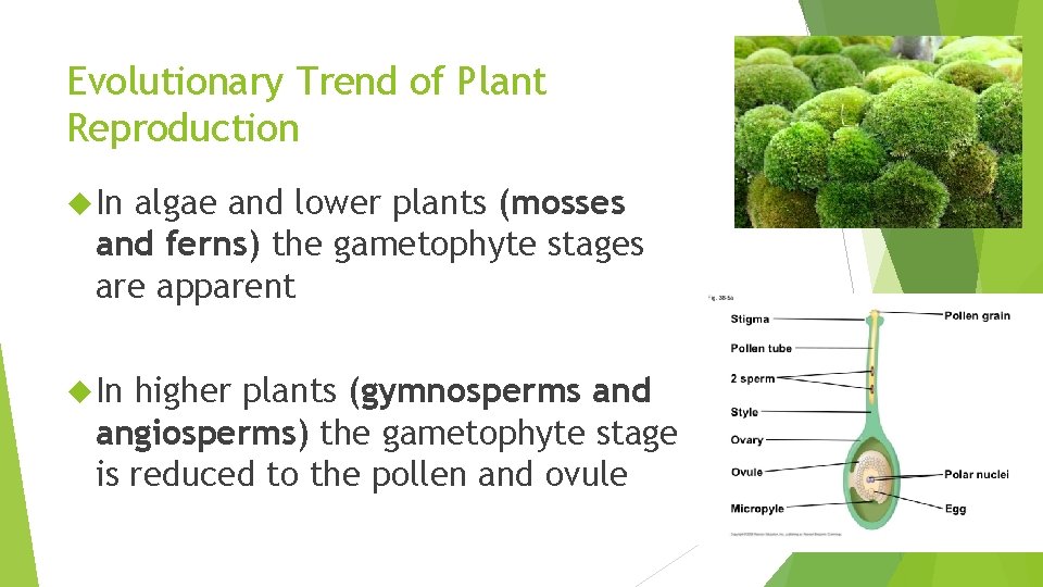 Evolutionary Trend of Plant Reproduction In algae and lower plants (mosses and ferns) the