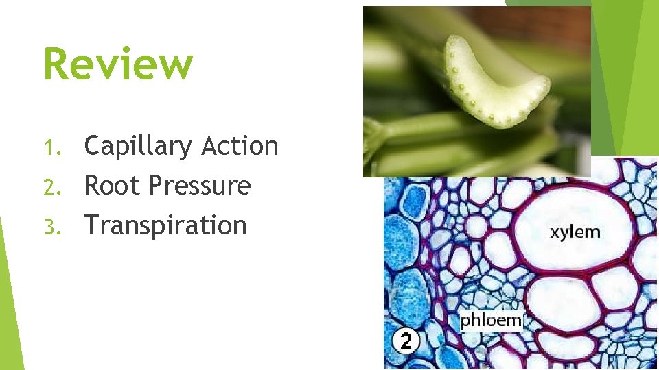 Review Capillary Action 2. Root Pressure 3. Transpiration 1. 