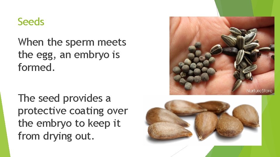 Seeds When the sperm meets the egg, an embryo is formed. The seed provides