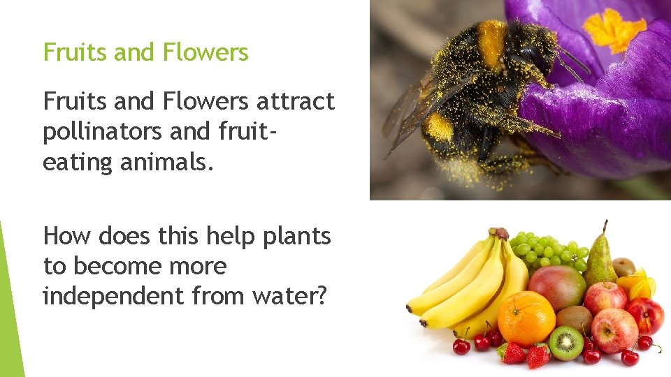 Fruits and Flowers attract pollinators and fruiteating animals. How does this help plants to