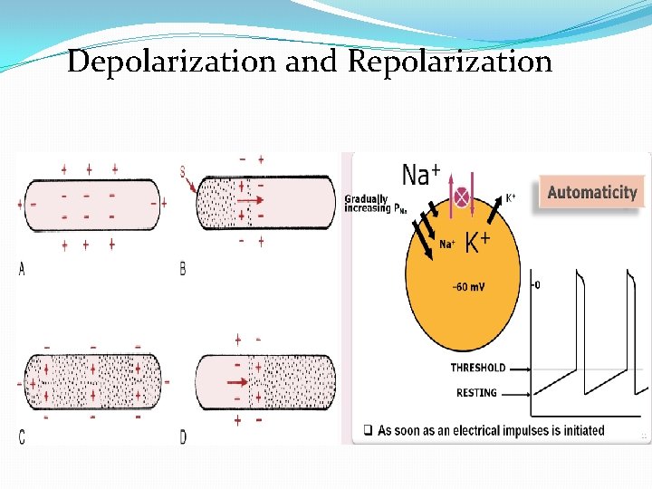 Depolarization and Repolarization 