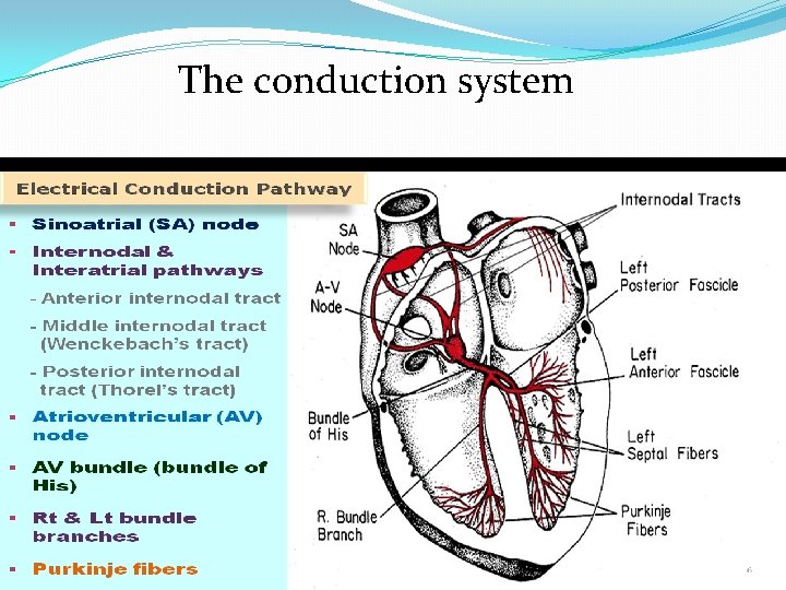 The conduction system 