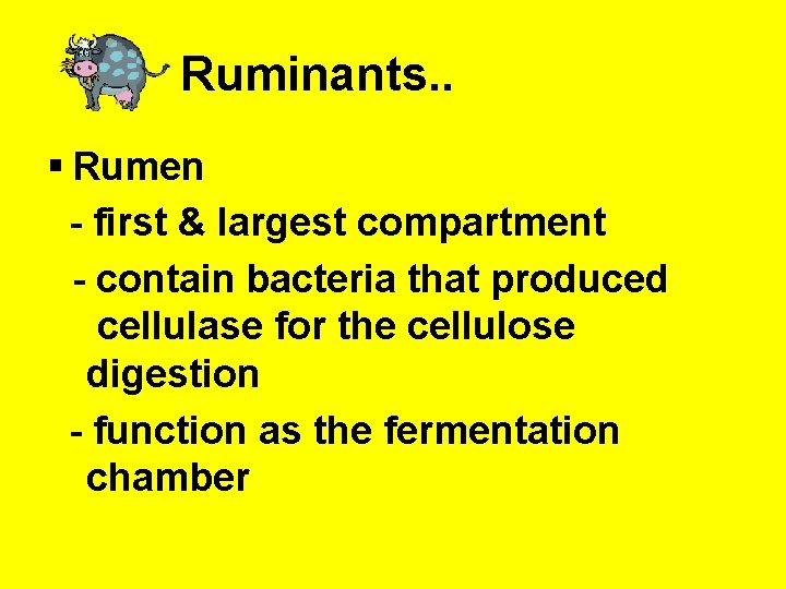 Ruminants. . § Rumen - first & largest compartment - contain bacteria that produced