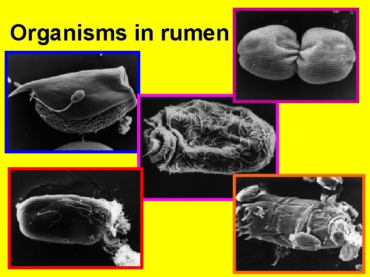 Organisms in rumen 