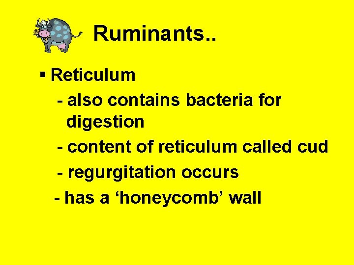 Ruminants. . § Reticulum - also contains bacteria for digestion - content of reticulum