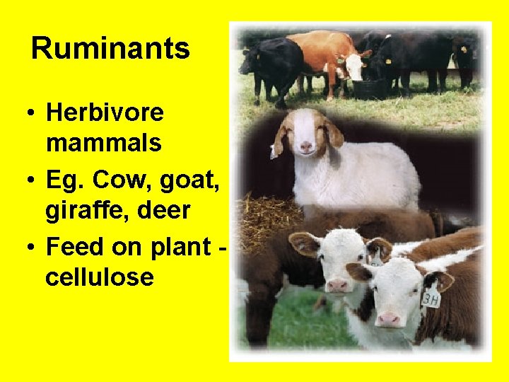 Ruminants • Herbivore mammals • Eg. Cow, goat, giraffe, deer • Feed on plant