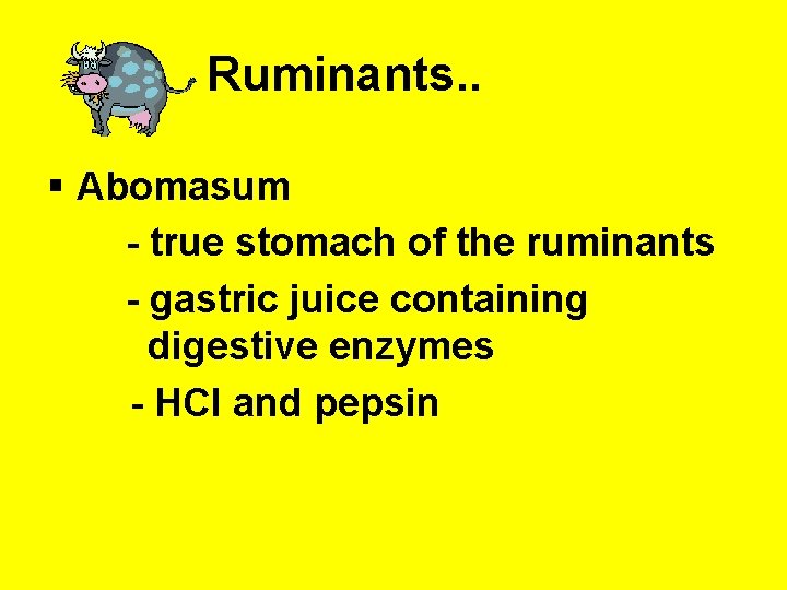 Ruminants. . § Abomasum - true stomach of the ruminants - gastric juice containing