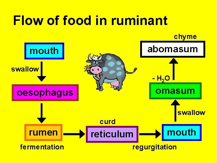 Flow of food in ruminant chyme abomasum mouth swallow - H 2 O omasum