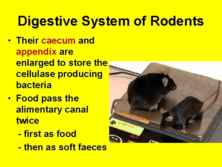 Digestive System of Rodents • Their caecum and appendix are enlarged to store the