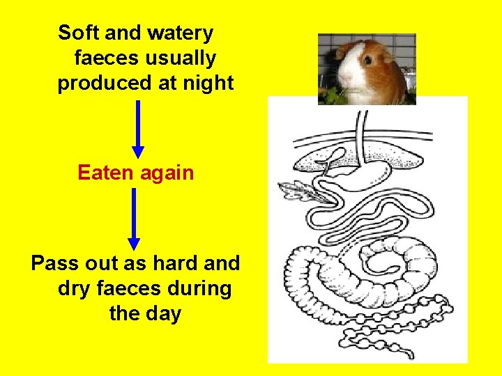 Soft and watery faeces usually produced at night Eaten again Pass out as hard