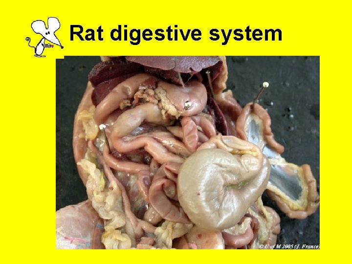 Rat digestive system 