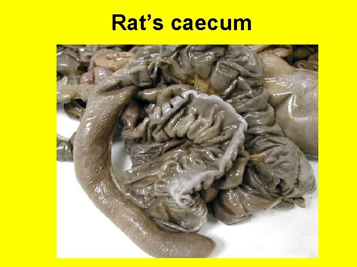Rat’s caecum 