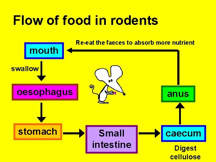 Flow of food in rodents mouth Re-eat the faeces to absorb more nutrient swallow