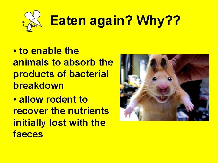 Eaten again? Why? ? • to enable the animals to absorb the products of