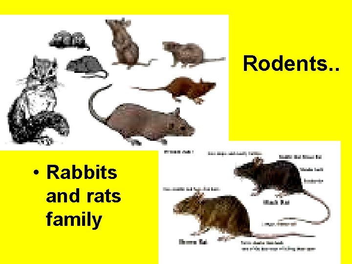 Rodents. . • Rabbits and rats family 