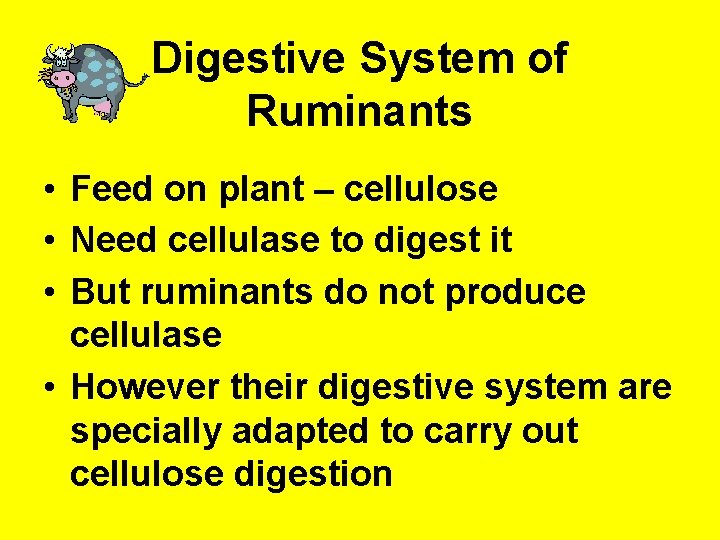 Digestion in Ruminants Rodents Ruminants Herbivore mammals Eg
