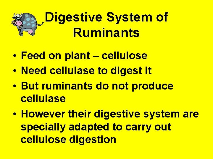 Digestive System of Ruminants • Feed on plant – cellulose • Need cellulase to