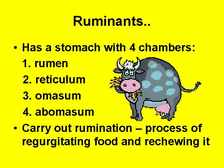 Ruminants. . • Has a stomach with 4 chambers: 1. rumen 2. reticulum 3.