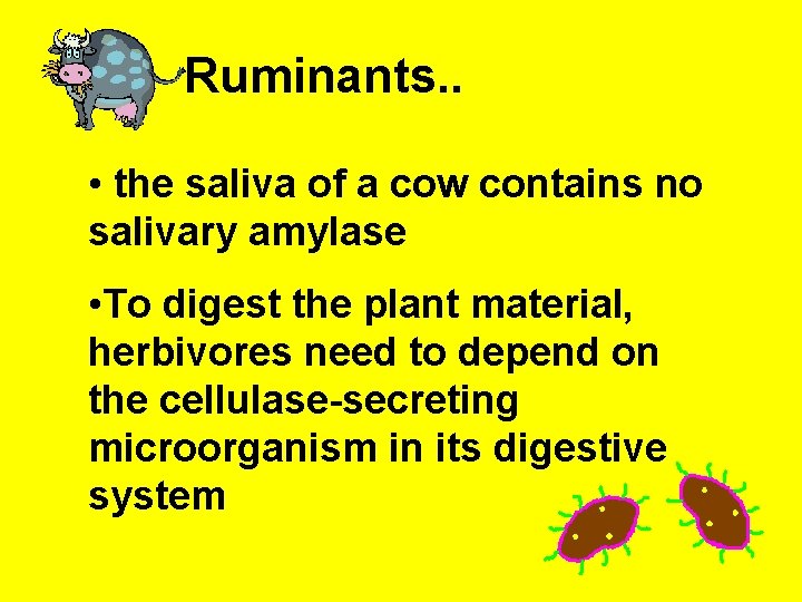 Ruminants. . • the saliva of a cow contains no salivary amylase • To