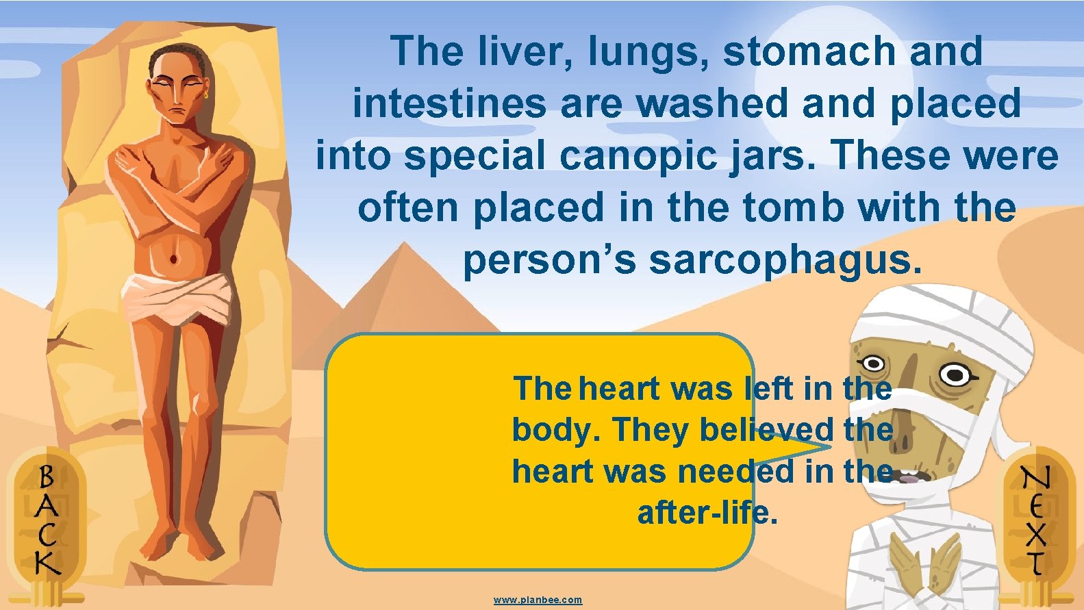 The liver, lungs, stomach and intestines are washed and placed into special canopic jars.
