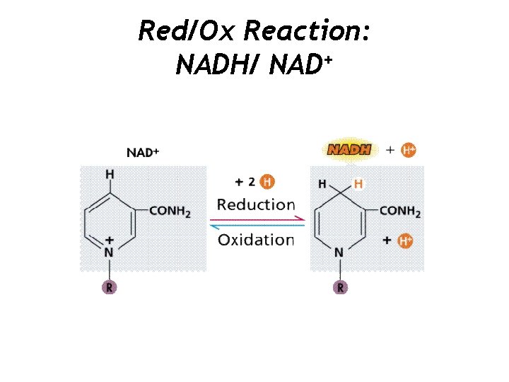 Red/Ox Reaction: NADH/ NAD+ 