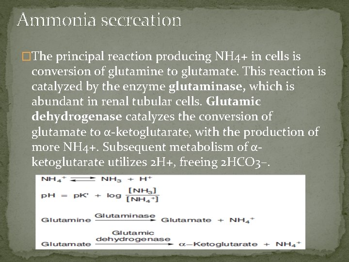 Ammonia secreation �The principal reaction producing NH 4+ in cells is conversion of glutamine
