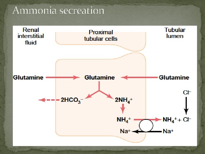 Ammonia secreation 